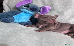French Bulldog dogs for sale: 5 Male French Bulldog Puppies - Image 13
