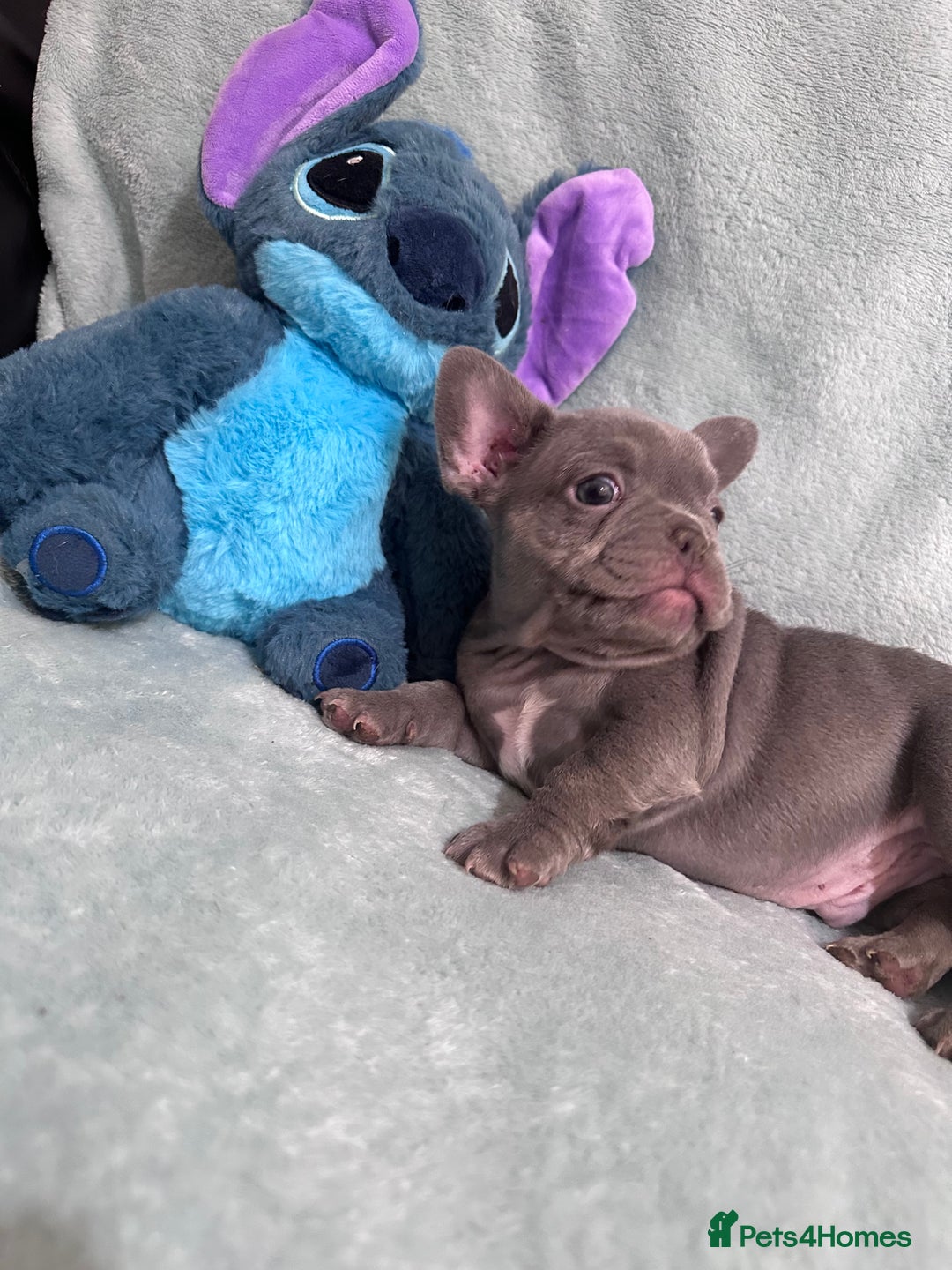 French Bulldog dogs for sale: 5 Male French Bulldog Puppies - Image 13