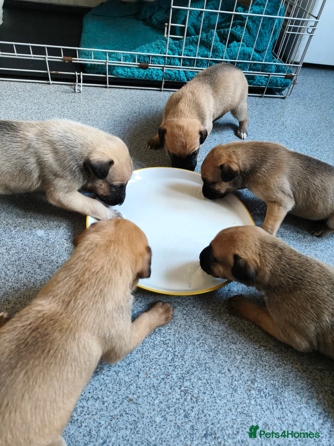 Lurcher dogs for sale: Lurcher pups in Burnley - Advert 2