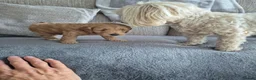 Maltipoo dogs for sale: Maltipoo male - Advert 7