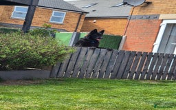 German Shepherd dogs for sale: Gorgeous KC registered German Shepard  - Image 11