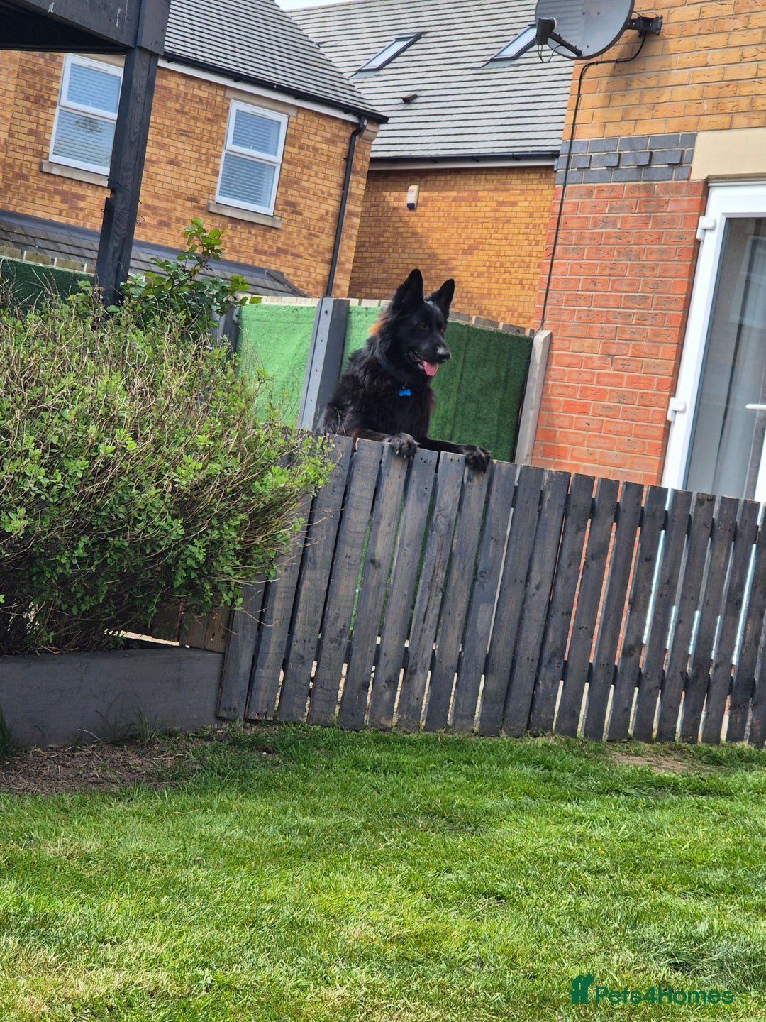 German Shepherd dogs for sale: Gorgeous KC registered German Shepard  - Image 11