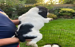 English Springer Spaniel dogs for sale: Traditional English springer spaniels  - Image 26