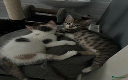 British Shorthair cats for sale: One female kitten for sale - Advert 22