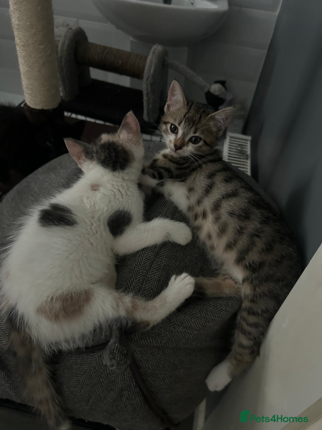 British Shorthair cats for sale: One female kitten for sale - Advert 22