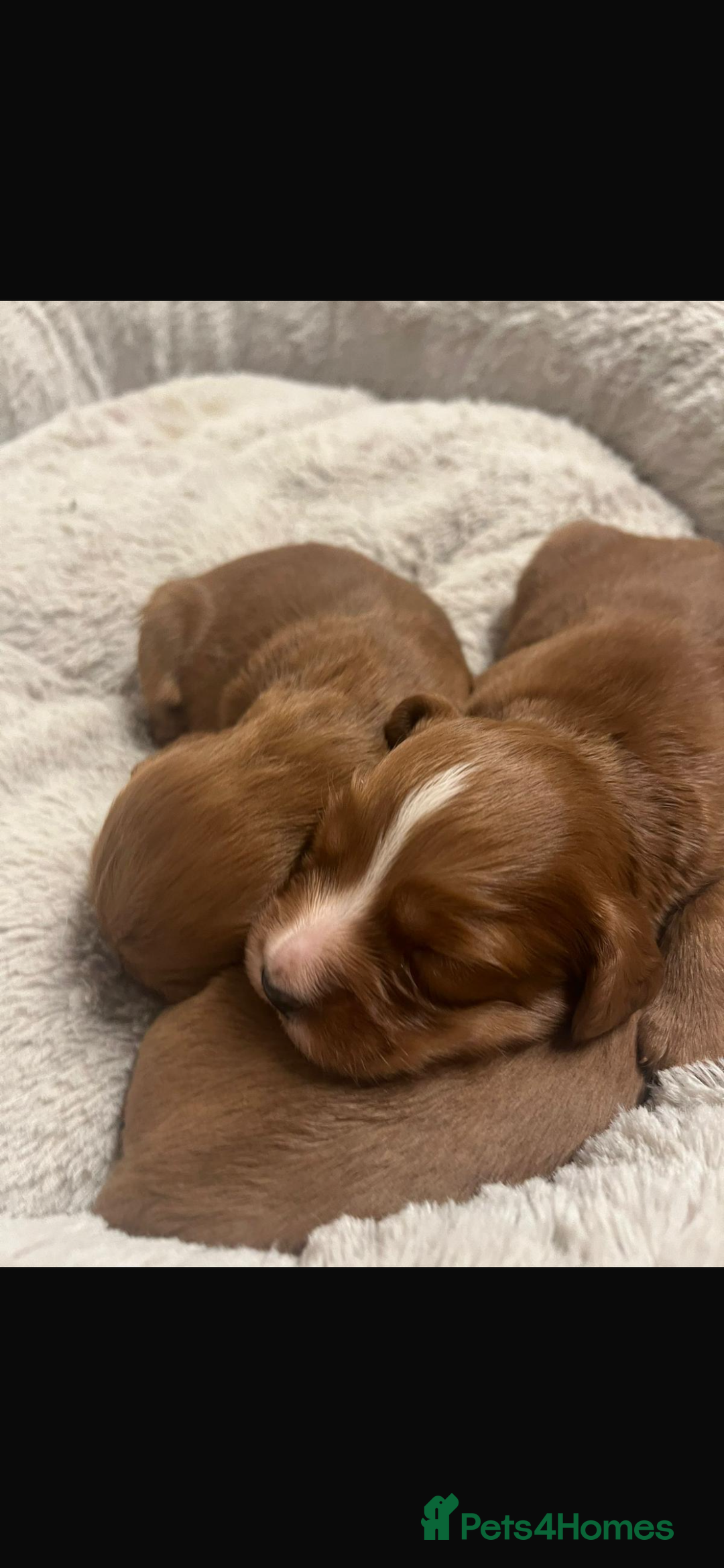 Cocker Spaniel dogs for sale: Beautiful Dark Red KC Registered Cocker Pups - Advert 19