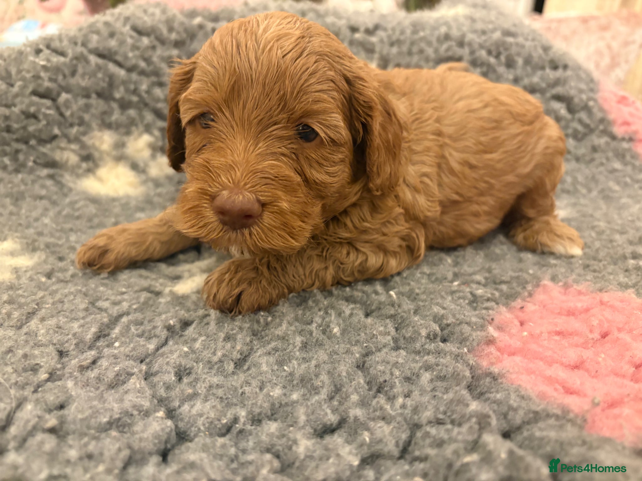 Cockapoo dogs Stunning cockapoo puppies to be reserved  - Advert 9