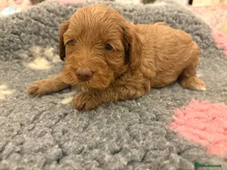 Cockapoo dogs Stunning cockapoo puppies to be reserved - Advert 9