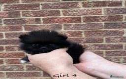 Pomeranian dogs for sale: 🐾Stunning 🐶Extra Small🐻 Teddy Face🔥 - Image 14