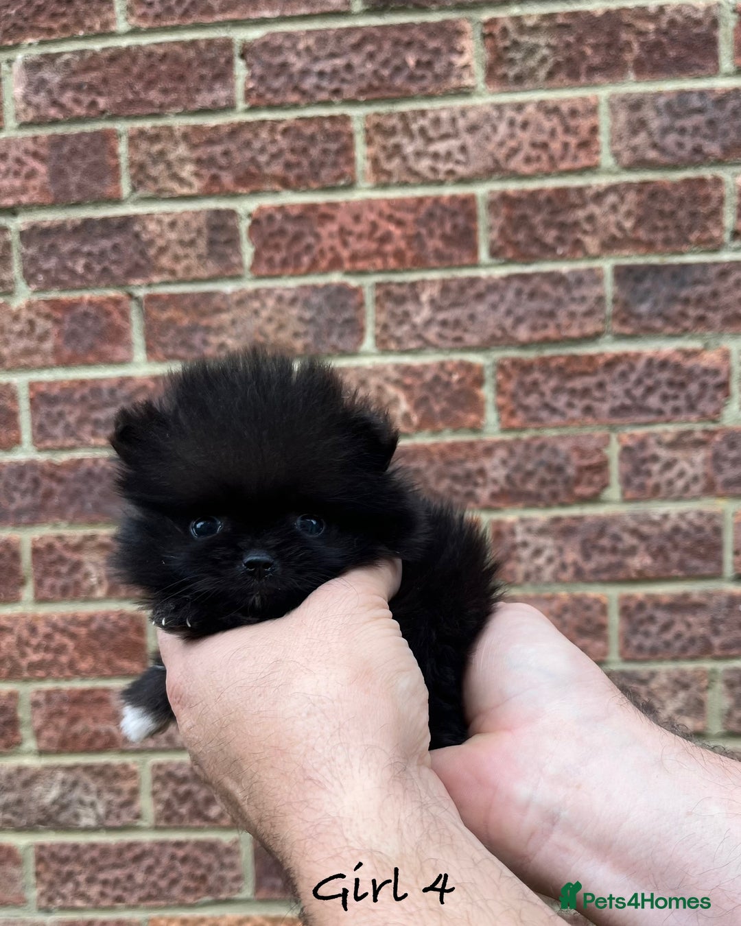 Pomeranian dogs for sale: 🐾Stunning 🐶Extra Small🐻 Teddy Face🔥 - Image 14