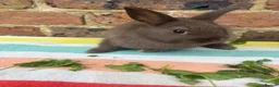 Netherland Dwarf rabbits for sale: Sweet chocolate & Blue Netherland Dwarf bunnies - Advert 1