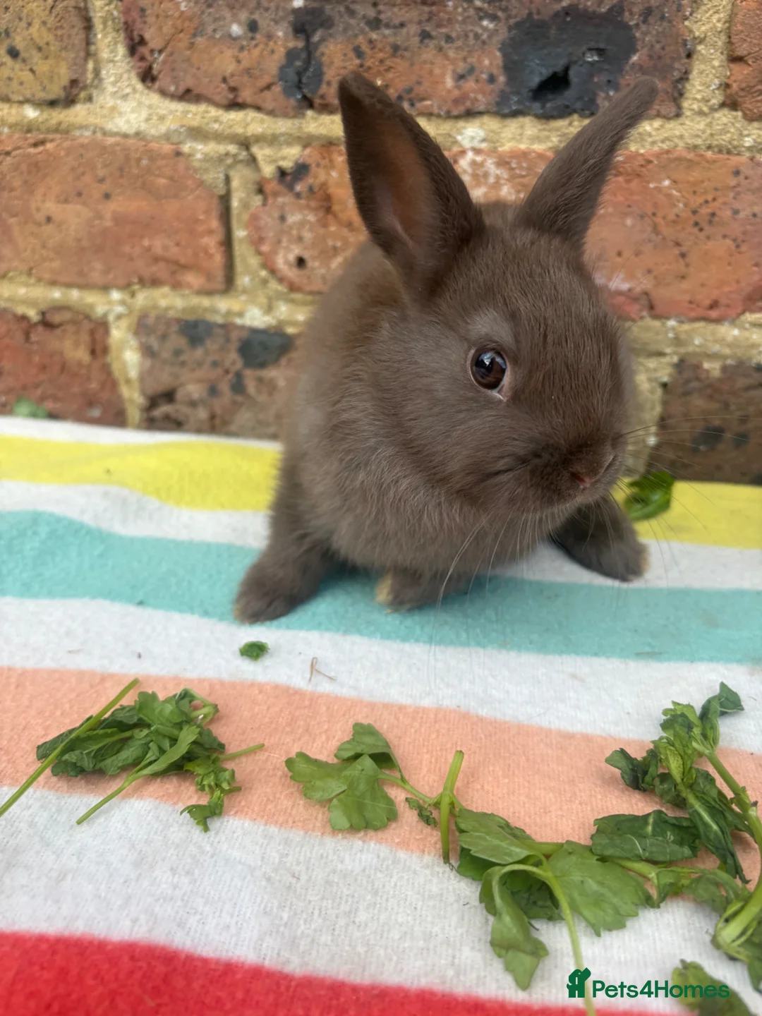 Netherland Dwarf rabbits for sale: Sweet chocolate & Blue Netherland Dwarf bunnies - Advert 1