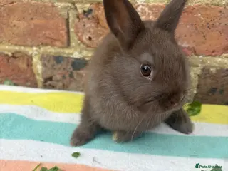 Netherland Dwarf rabbits Sweet Dark Blue Netherland Dwarf bunny - Advert 1