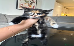 Mixed Breed cats for sale: Mixed Ragdoll / Tabby Adorable Kittens  - Image 21