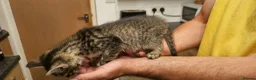 Mixed Breed cats for sale: Kittens for sale  in Letchworth Garden City - Advert 5