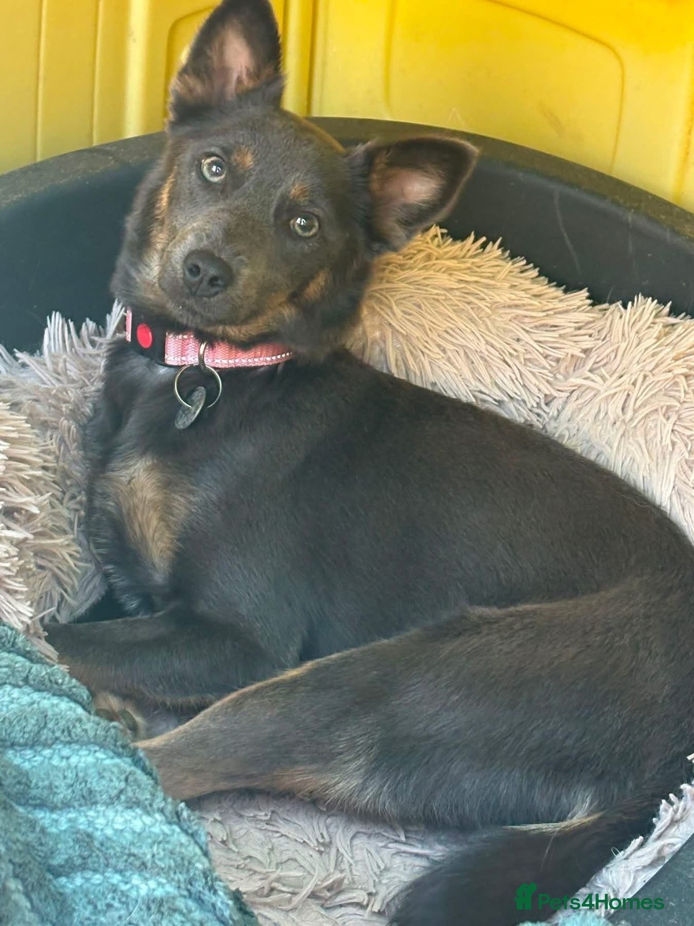 Mixed Breed dogs Sheena - Stowmarket Suffolk  - Advert 1