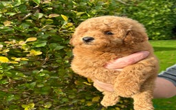 Miniature Poodle dogs for sale: Miniature poodles - Image 10