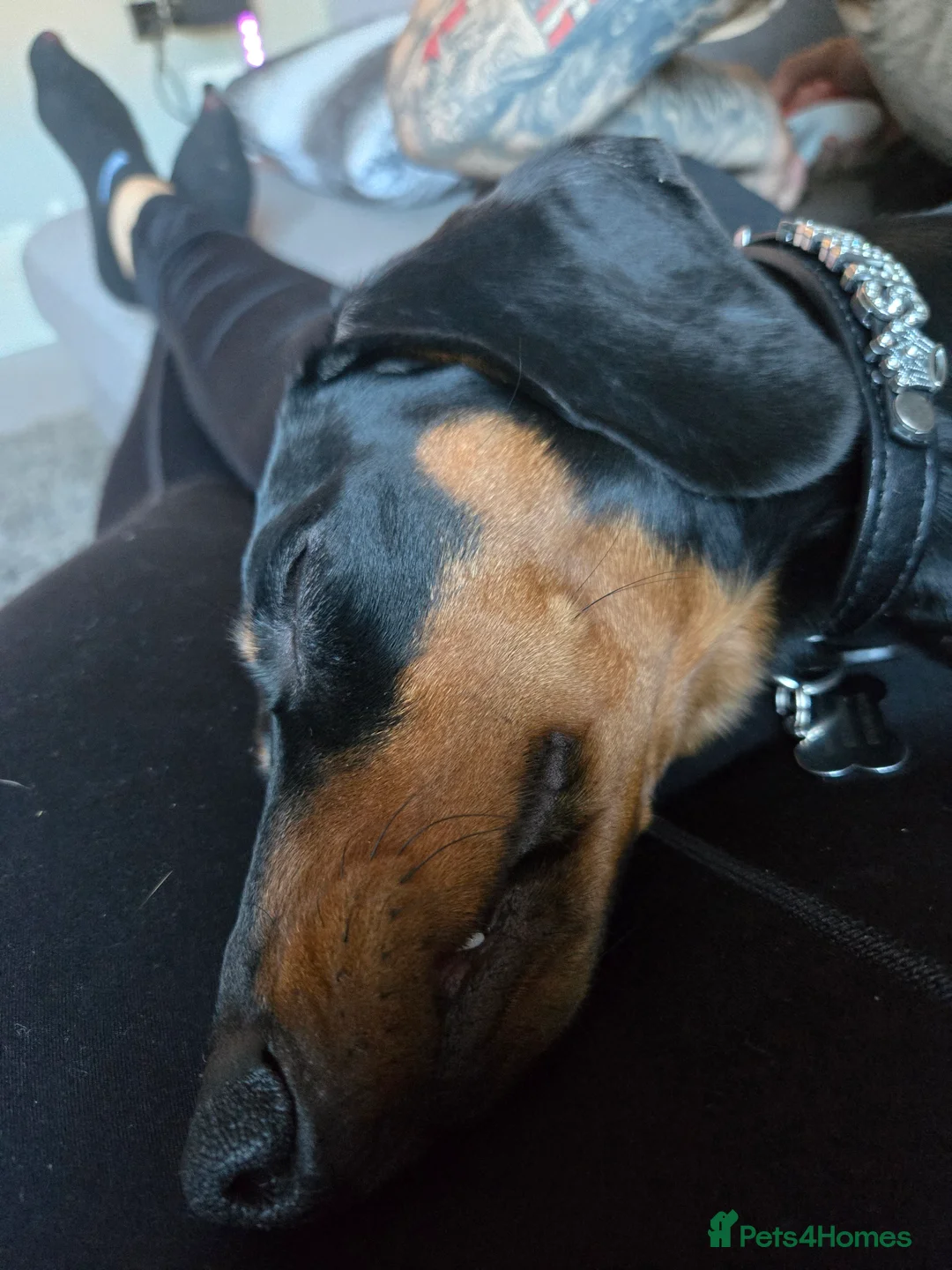 Dachshund dogs for sale: 1 year 5 months male dachshund in Ripley - Advert 4