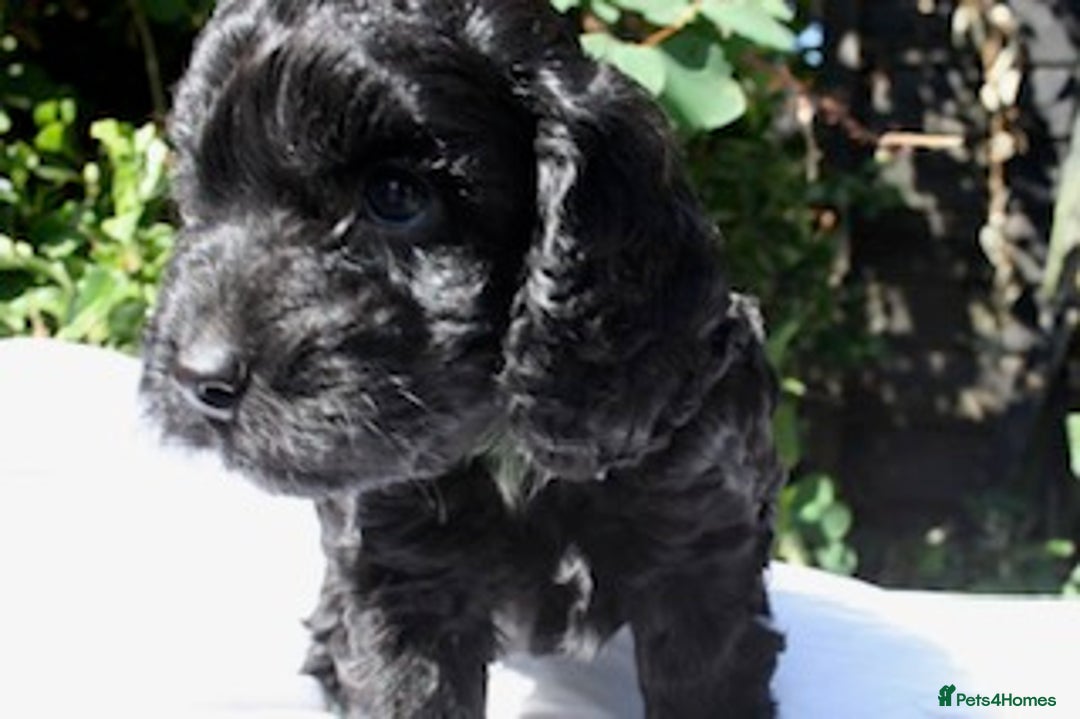 Cockapoo dogs for sale: Cockapoo puppies F1B - Image 26