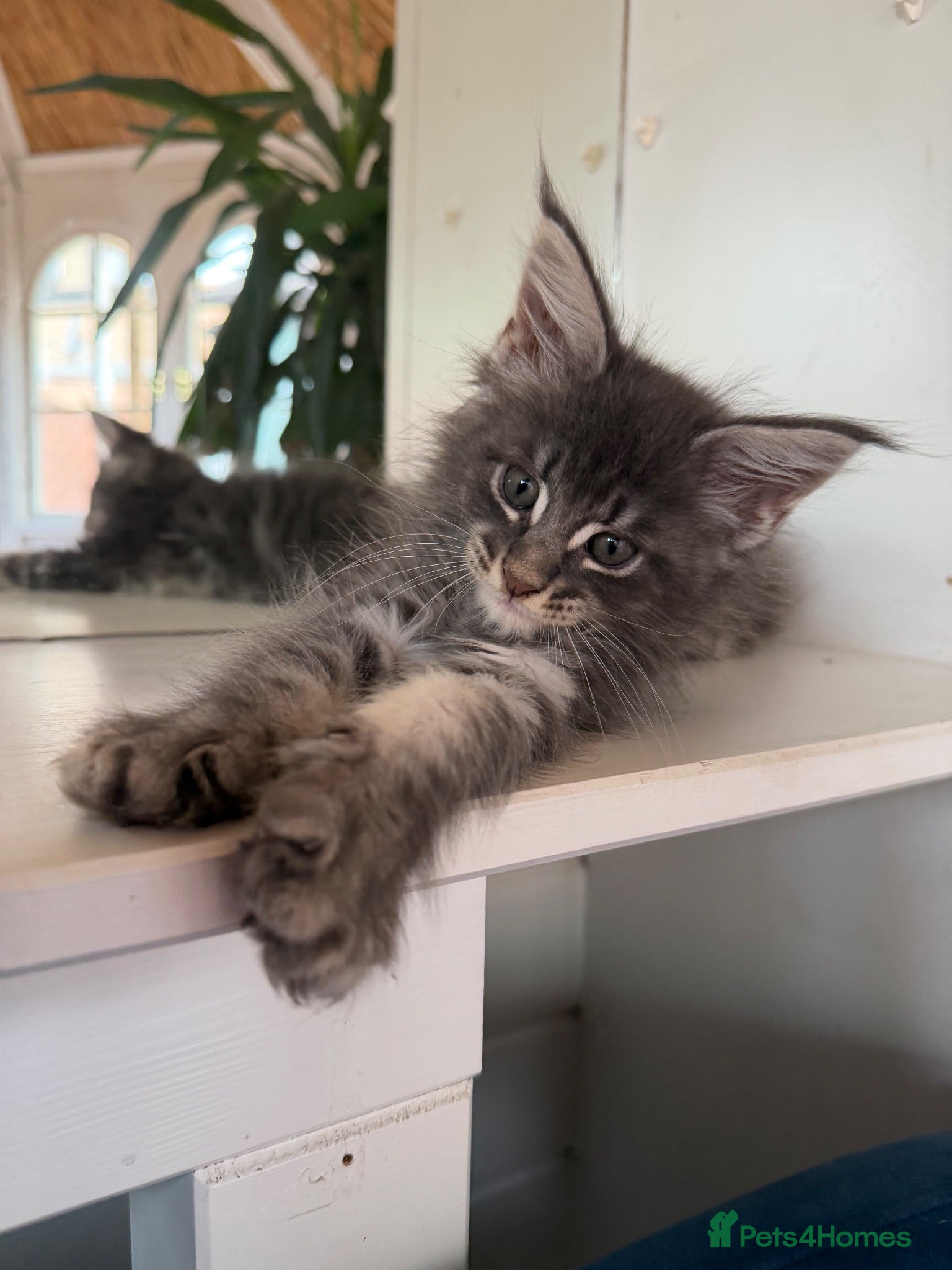 Maine Coon cats European Pure-Breed Maine Coon Kittens, Ready Now! - Advert 4