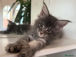 Maine Coon cats European Pure-Breed Maine Coon Kittens, Ready Now! - Advert 4