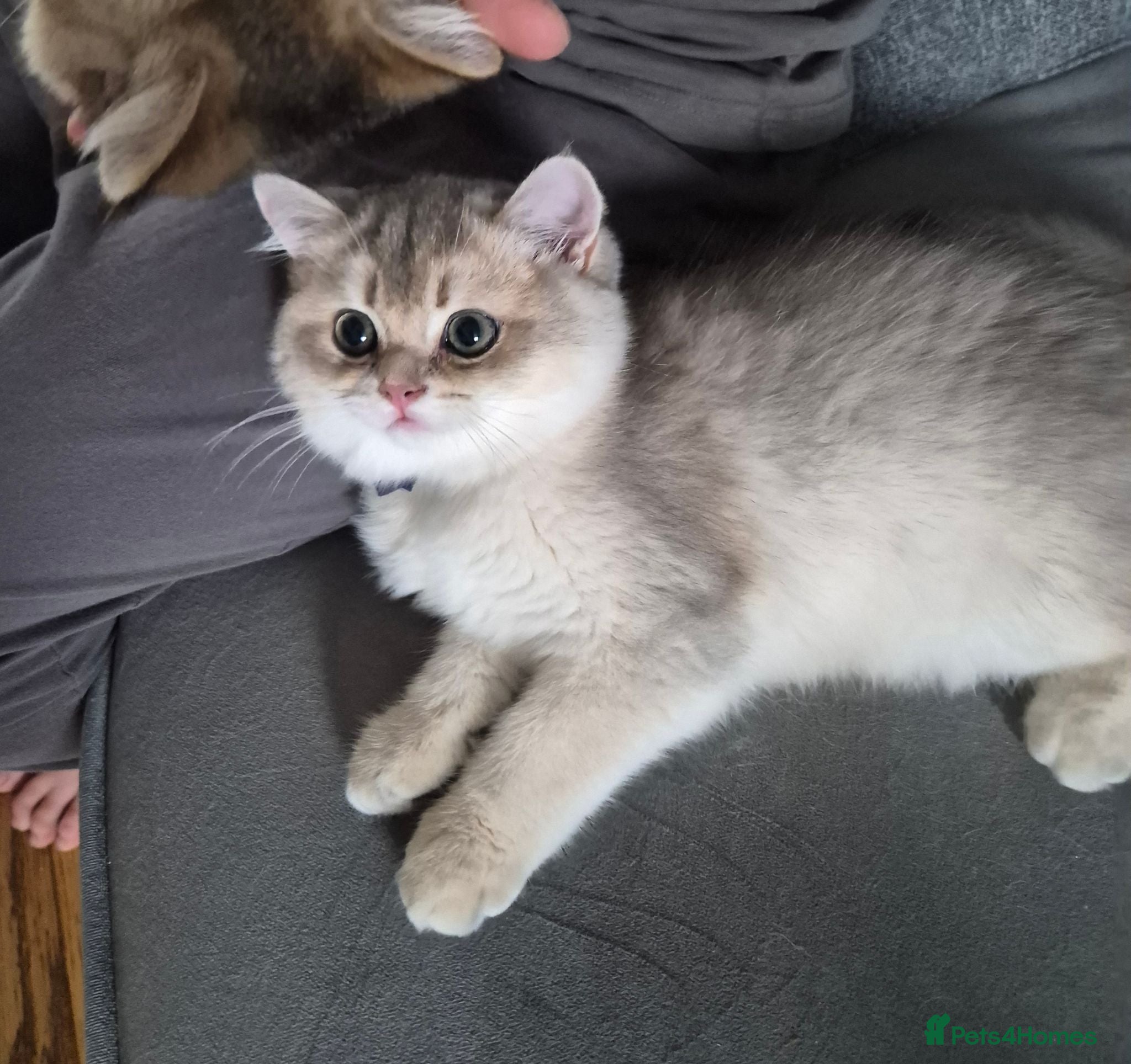 British Shorthair cats Golden British babies - Advert 17