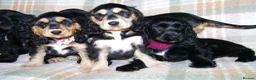 Cocker Spaniel dogs for sale: Beautiful Show Cocker Spaniel Puppies  - Advert 3