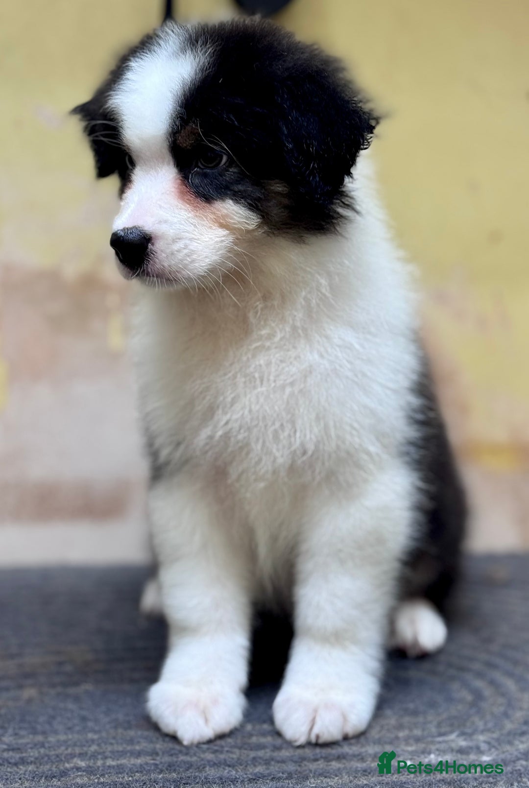Australian Shepherd dogs for sale: Superbly Bred, Top Quality Pups - Advert 4