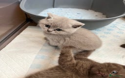 British Shorthair cats for sale: British short hair - Image 3
