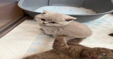 British Shorthair cats - Advert 11
