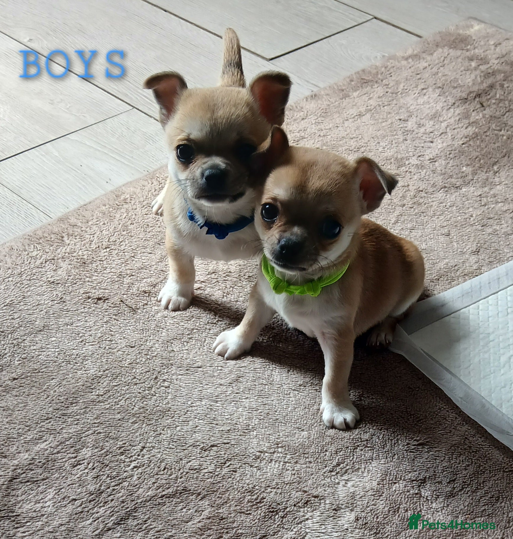 Chihuahua dogs Short haired tiny chihuahua pups ready now - Advert 4