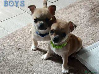 Chihuahua dogs LAST BOY! Short haired chihuahua pup ready now - Advert 1