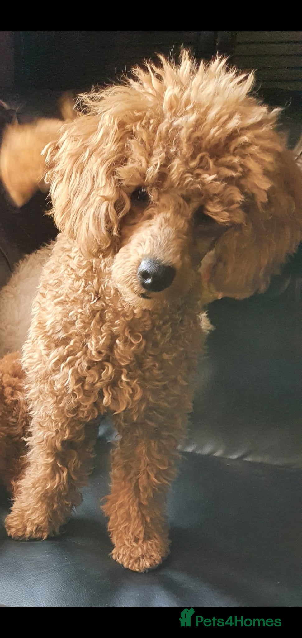 Toy Poodle dogs Fox - Toy Poodle - 5 years old - Neutered - Rehome - Advert 6