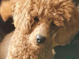 Toy Poodle dogs Fox - Toy Poodle - 5 years old - Neutered - Rehome - Advert 1