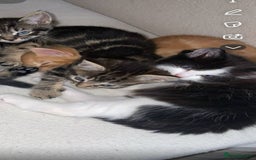Mixed Breed cats for sale: Beautiful kittens  - Image 12