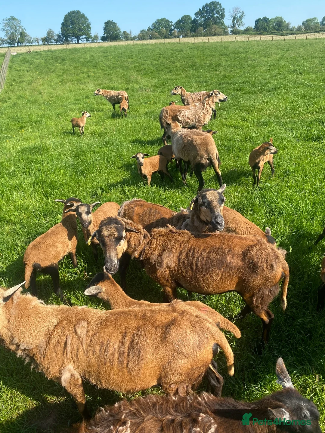 Sheep livestock for sale: 🐑 African Cameroon Lambs – Born April 2026 🐑 in Brecon - Advert 6