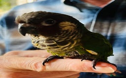 Conures birds for sale: ‘RARE’ Fully Handreared White-Eared Conure Chicks - Image 5