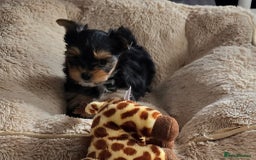 Yorkshire Terrier dogs for sale: Miniature Yorkshire Terrier Puppies - Image 10