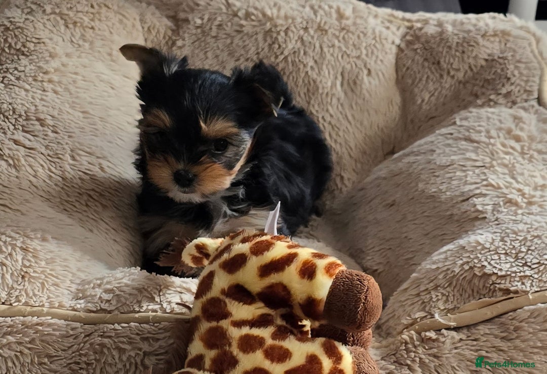 Yorkshire Terrier dogs for sale: Miniature Yorkshire Terrier Puppies - Image 10