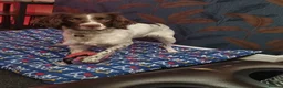 English Springer Spaniel dogs for stud: Stud springer spaniel Kc registered, full pedigree in Rotherham - Advert 2