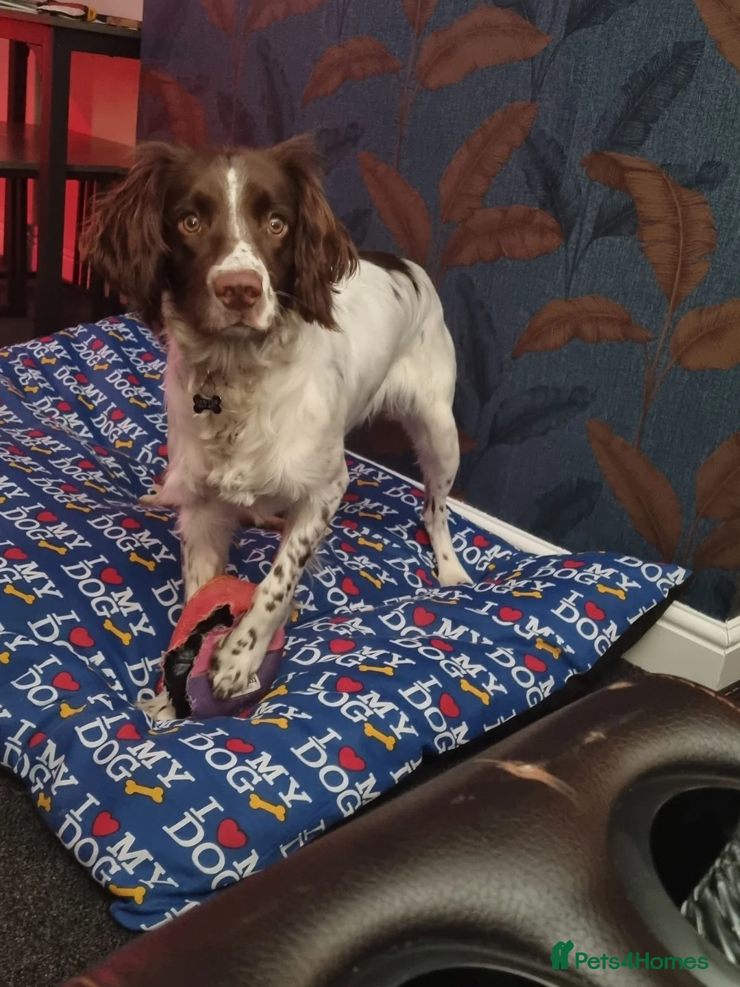 English Springer Spaniel dogs for stud: Stud springer spaniel Kc registered, full pedigree in Rotherham - Advert 2
