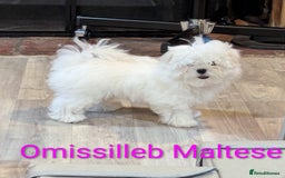 Maltese dogs for sale: Gorgeous KC pedigree Maltese puppy reduced price - Image 10