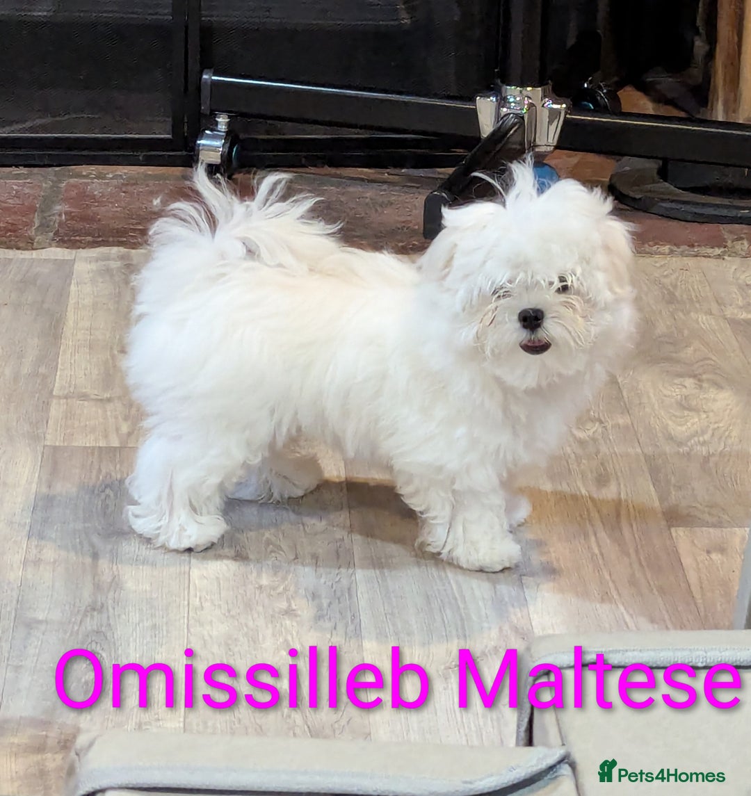 Maltese dogs for sale: Gorgeous KC pedigree Maltese puppy reduced price - Image 10