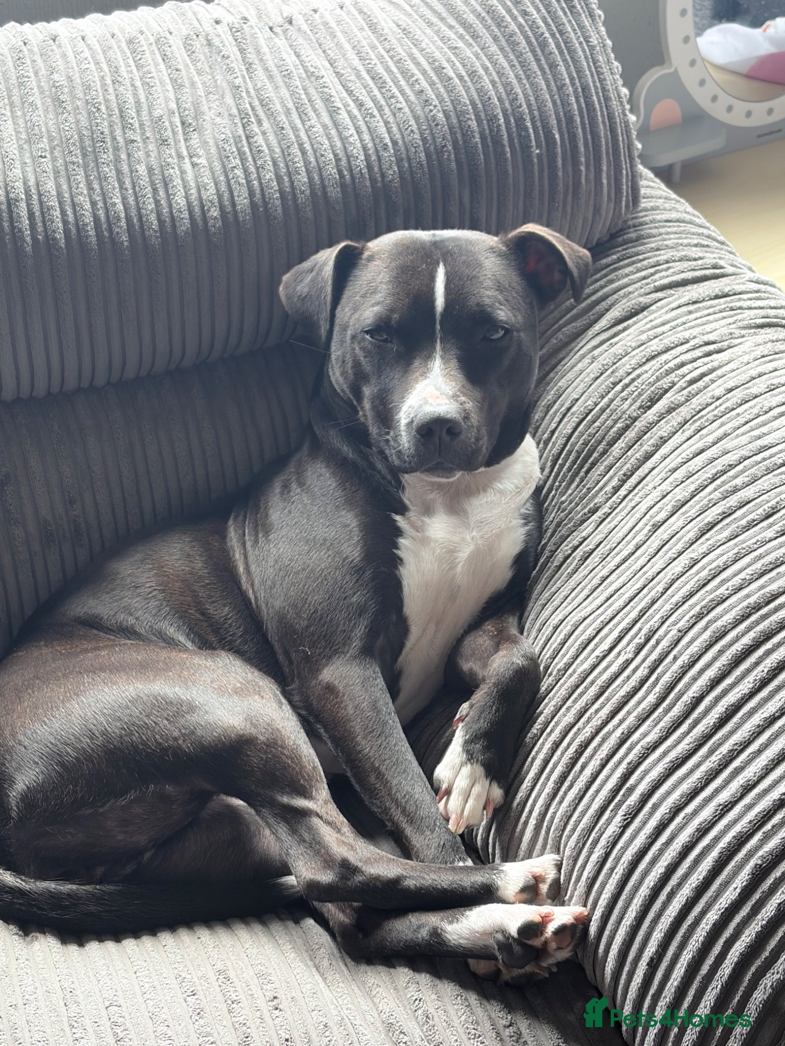 Staffordshire Bull Terrier dogs Female Staffie looking for a new home -please read - Advert 2