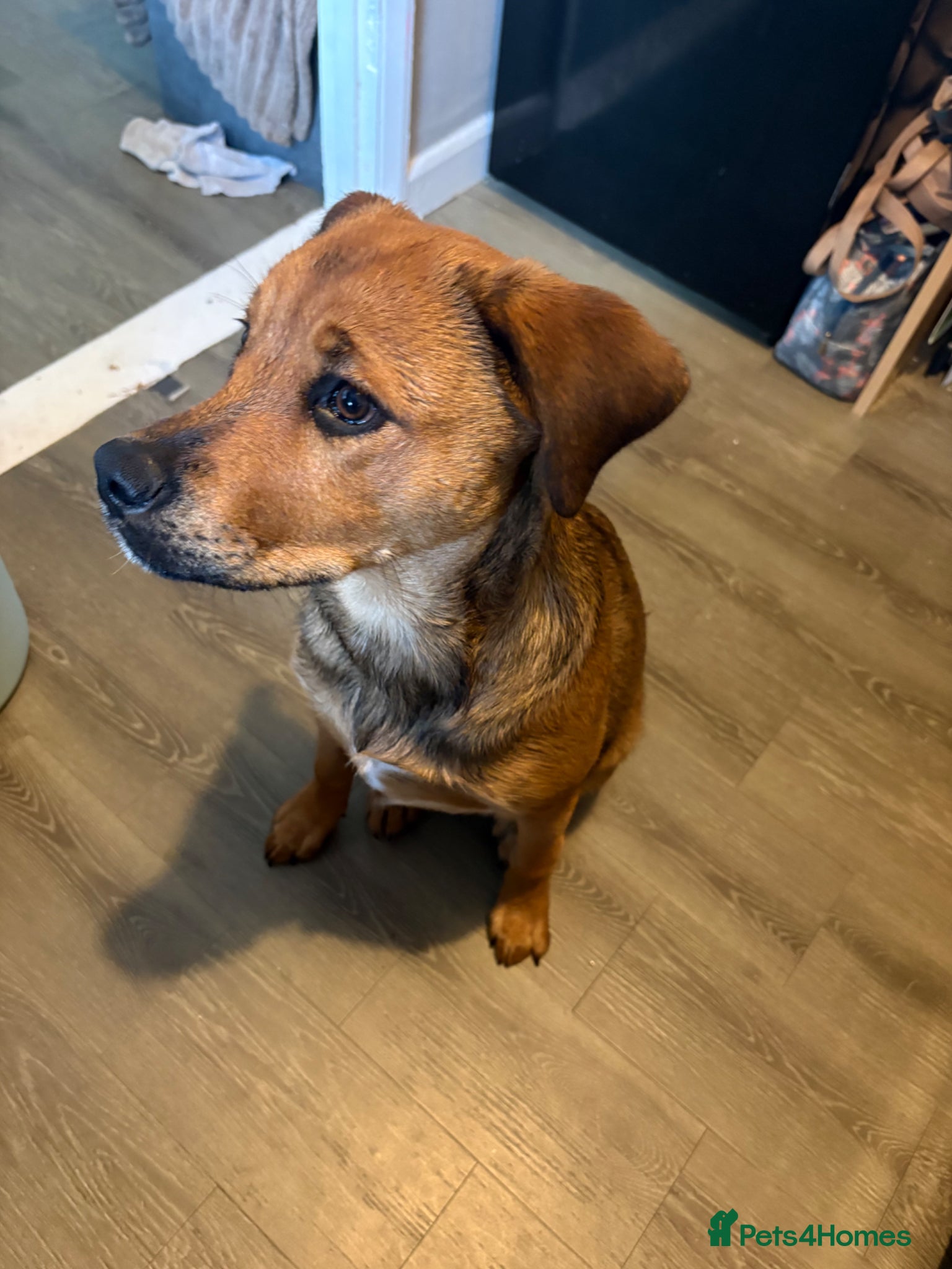 Mixed Breed dogs for sale: Skye our Rottweiler mixed female puppy - Advert 5