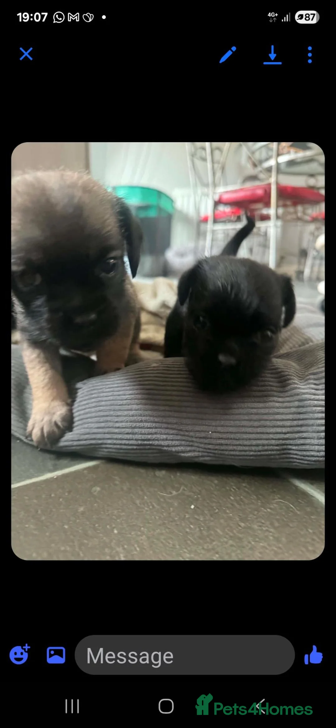 Mixed Breed dogs for sale: 6 adorable pugapoo puppies  - Advert 1