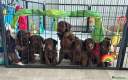 Irish Doodle dogs for sale: Irish doodles - Image 9