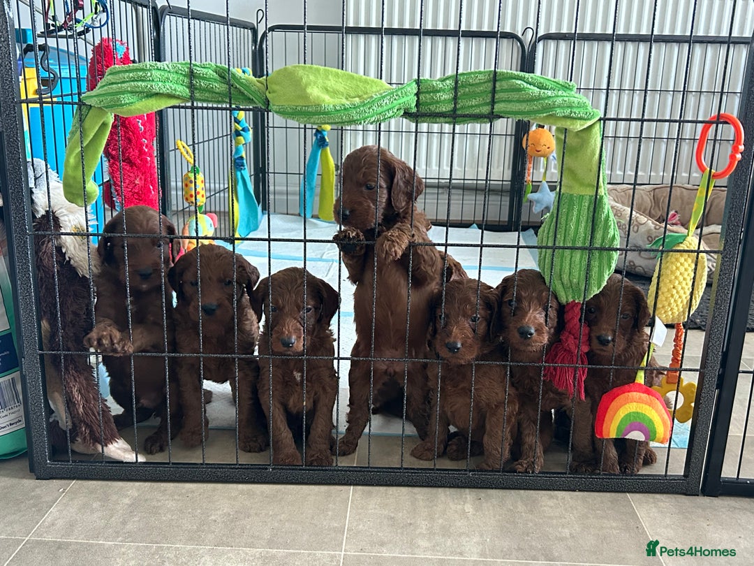 Irish Doodle dogs for sale: Irish doodles - Image 9