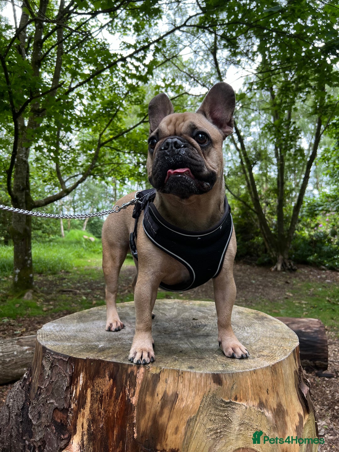 French Bulldog dogs for sale: French bulldog for rehoming - Image 5