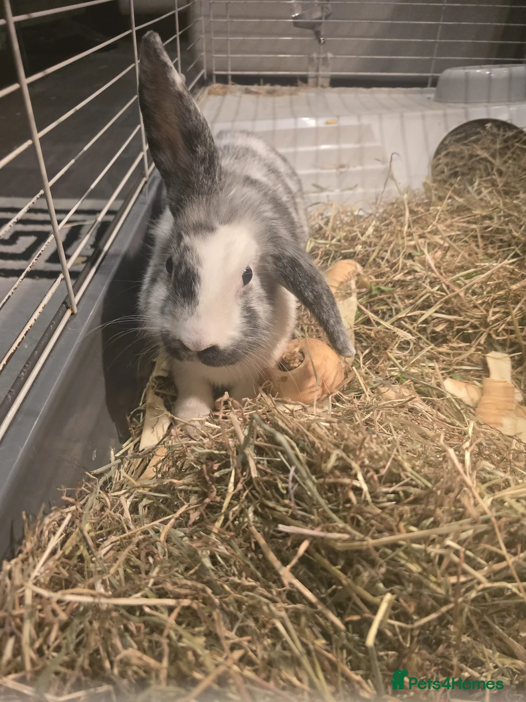 Lionhead rabbits for sale: Lionhead lops  in Poulton-le-Fylde - Advert 1